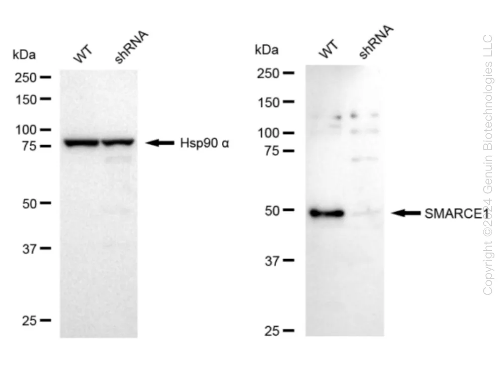 SMARCE1 Human Knockdown Lysate - image 1