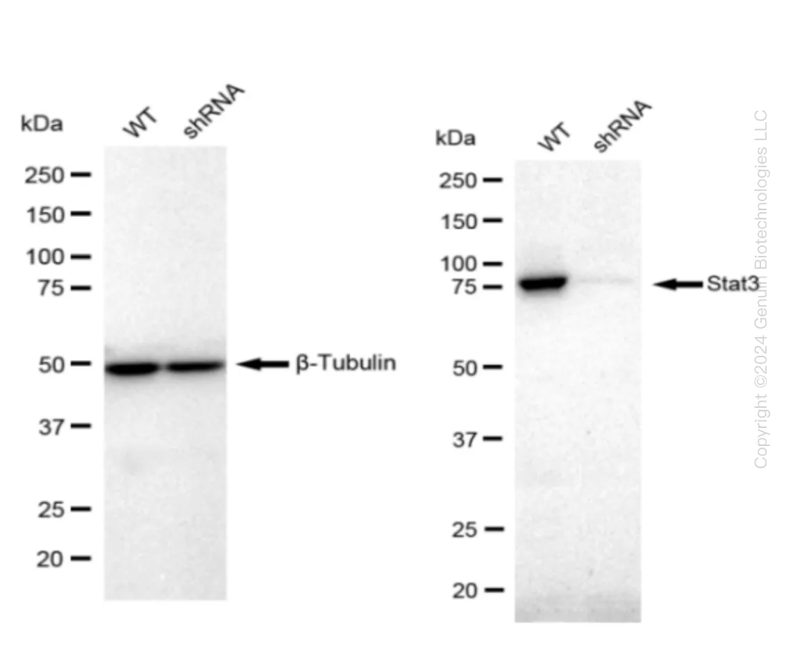 STAT3 Human Knockdown Lysate - image 1
