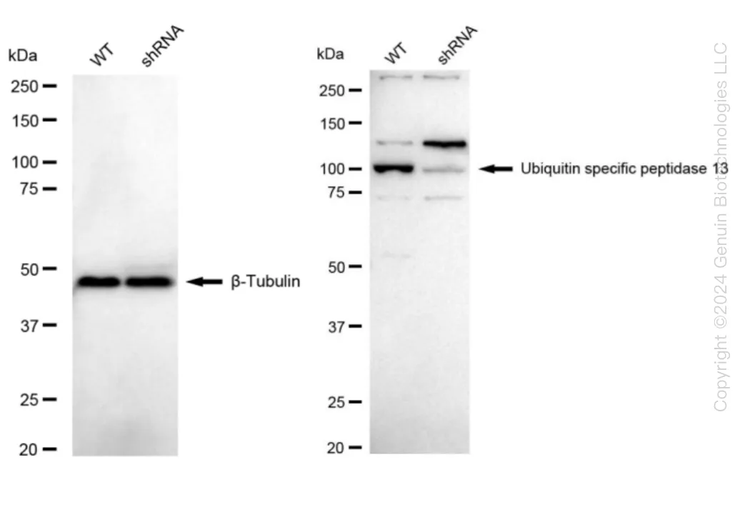 USP13 Human Knockdown Lysate - image 1
