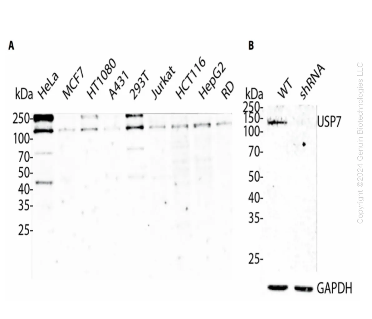 USP7 Human Knockdown Lysate - image 1