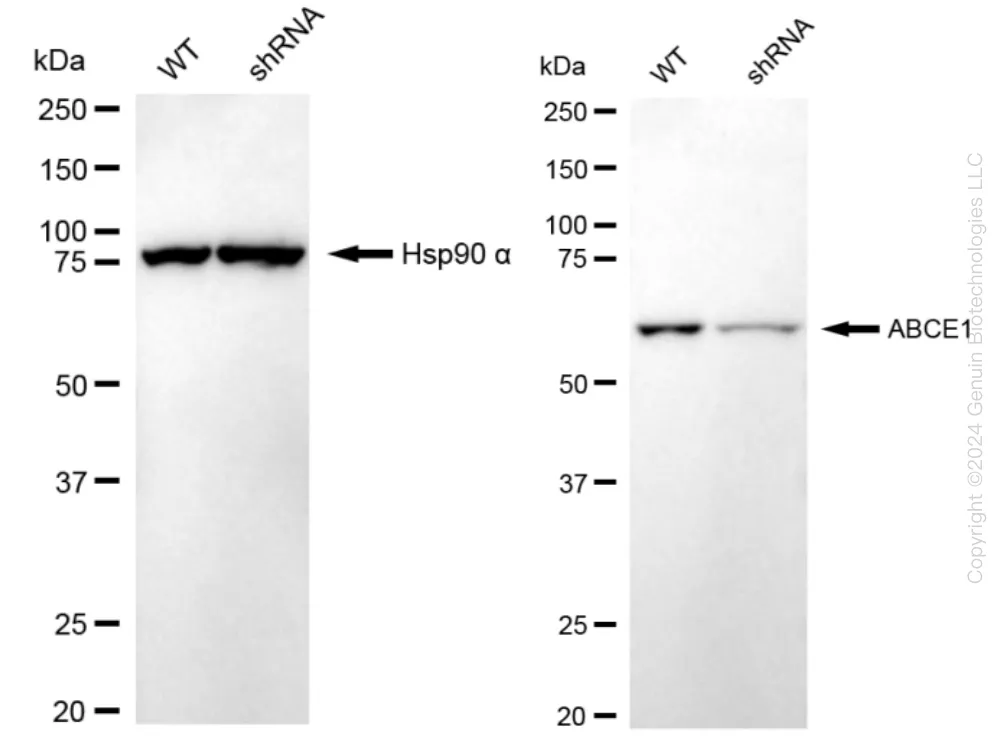 ABCE1 Human Knockdown Lysate - image 1