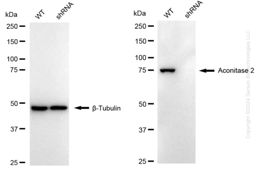 Aconitase 2 (ACO2) Human Knockdown Lysate - image 1
