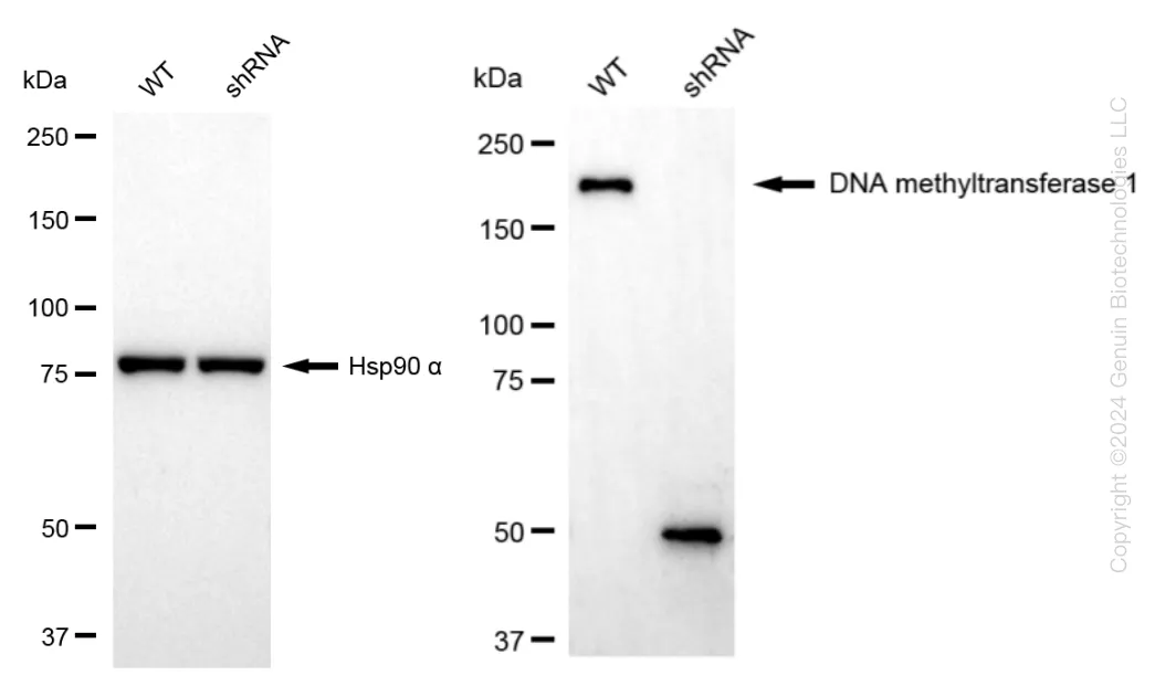 DNMT1 Human Knockdown Lysate - image 1
