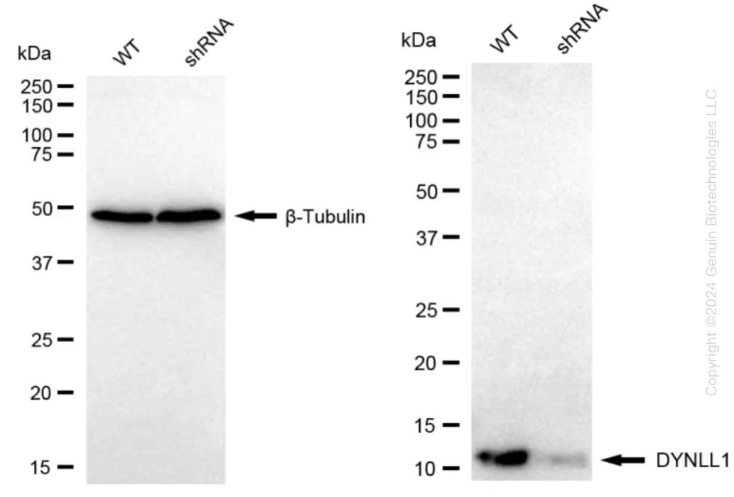 DYNLL1 Human Knockdown Lysate - image 1