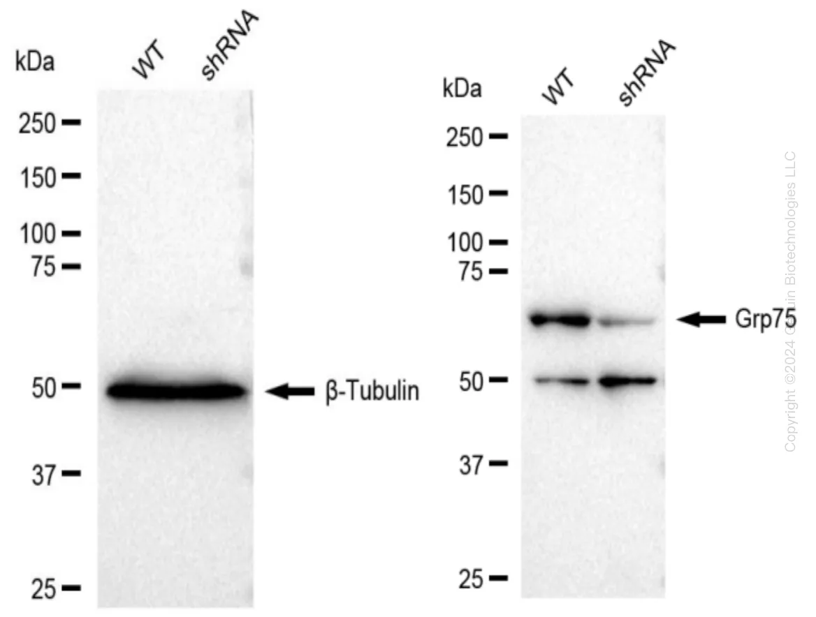 Grp75 (HSPA9) Human Knockdown Lysate - image 1