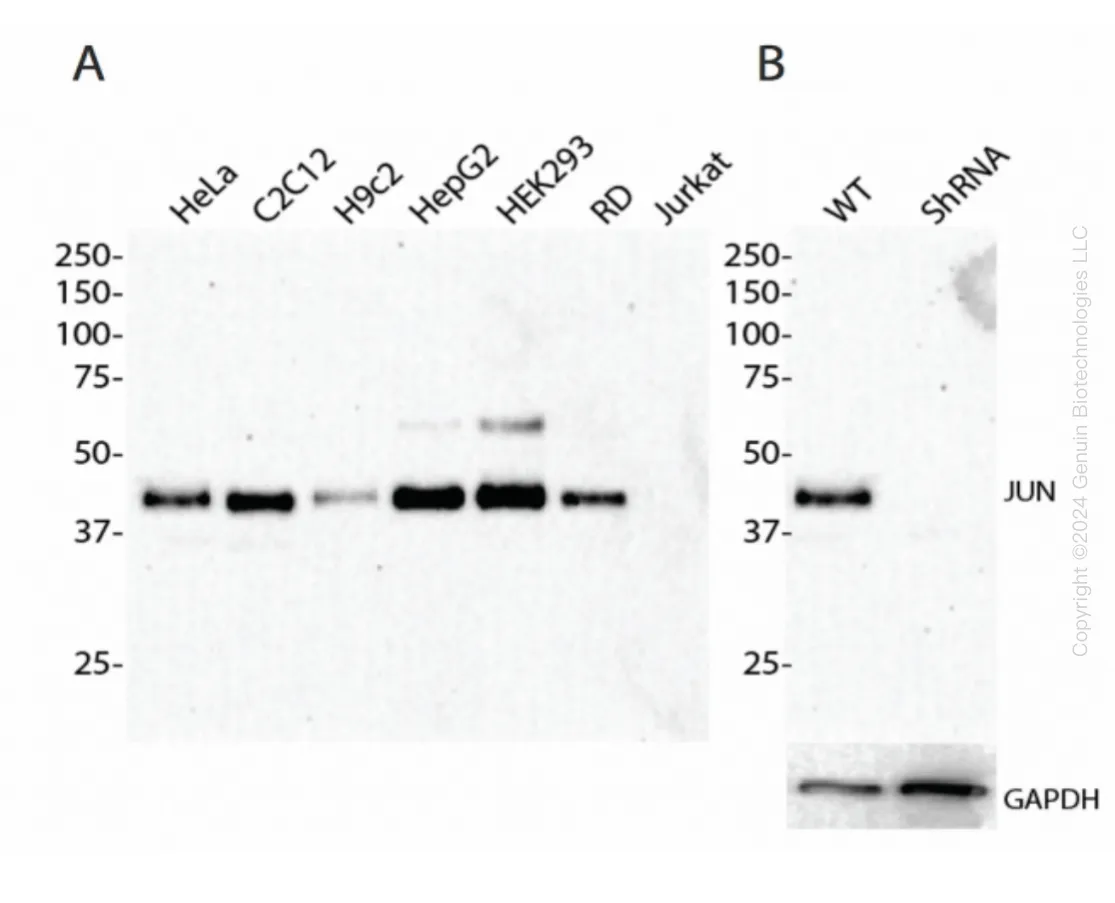 c-Jun (JUN) Human Knockdown Lysate - image 1