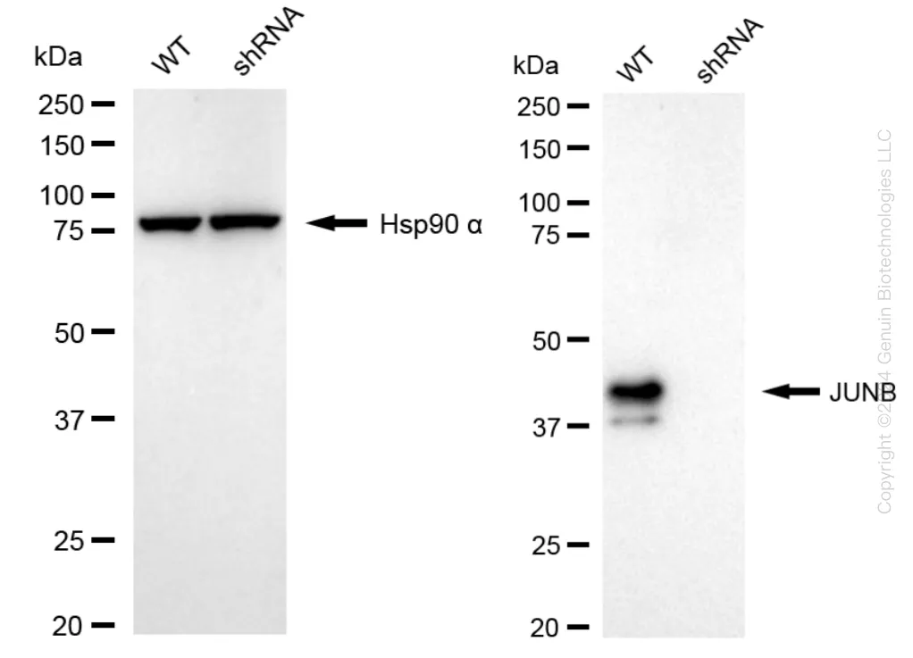JUNB Human Knockdown Lysate - image 1