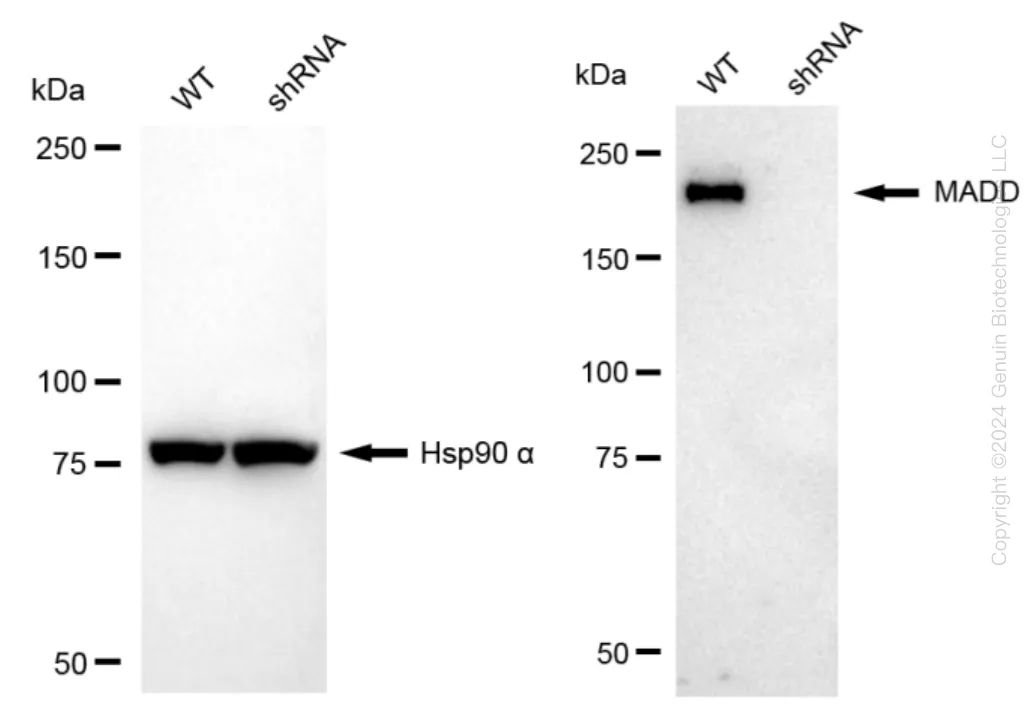 DENN (MADD) Human Knockdown Lysate - image 1