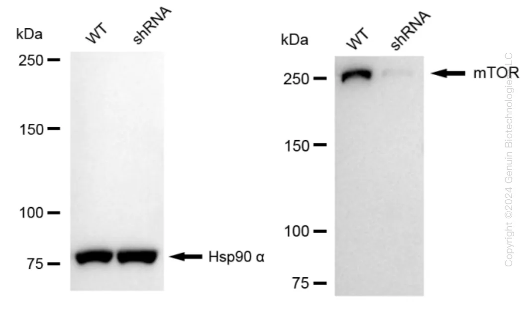 MTOR Human Knockdown Lysate - image 1