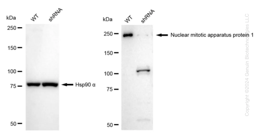 NuMA (NUMA1) Human Knockdown Lysate - image 1