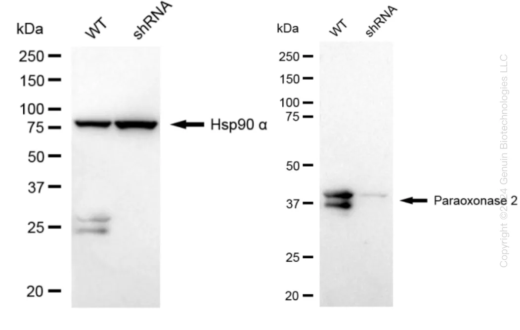 PON2 Human Knockdown Lysate - image 1