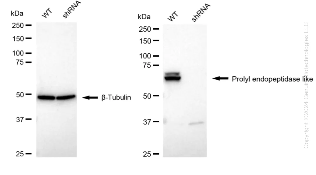 PREPL Human Knockdown Lysate - image 1