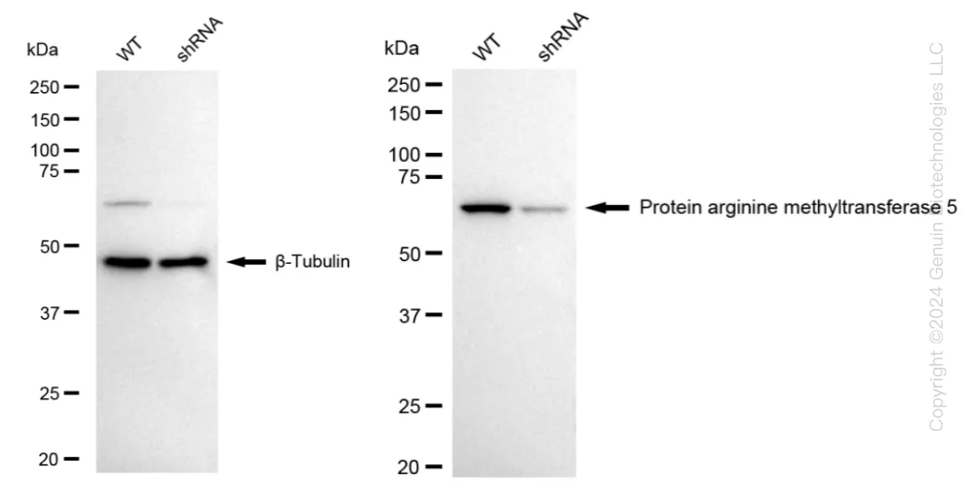 PRMT5 Human Knockdown Lysate - image 1