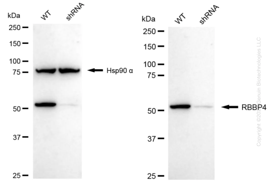 RbAp48 (RBBP4) Human Knockdown Lysate - image 1
