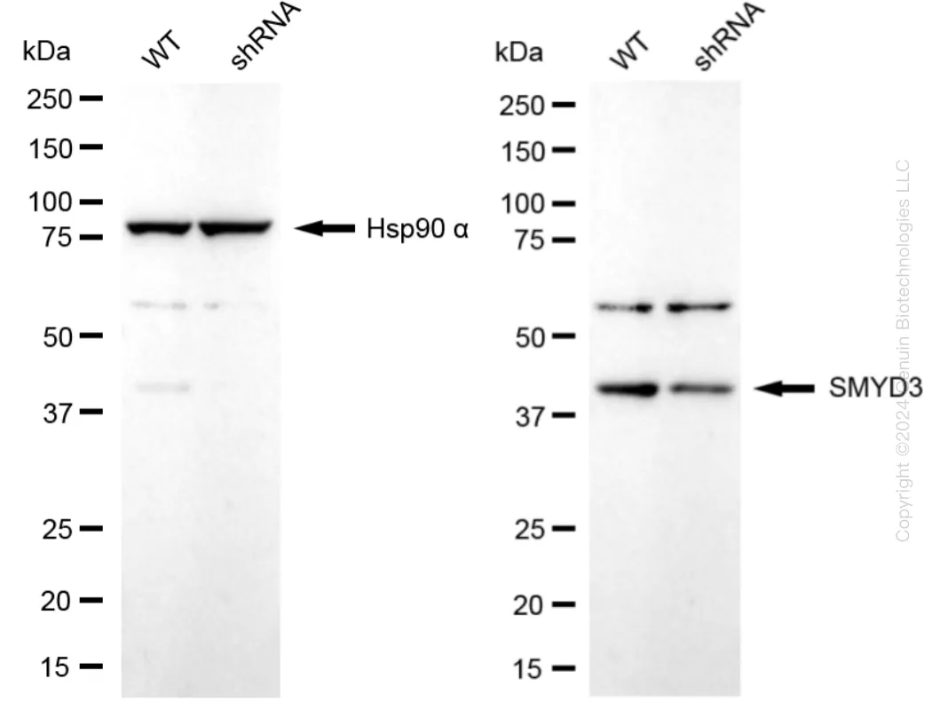 SMYD3 Human Knockdown Lysate - image 1