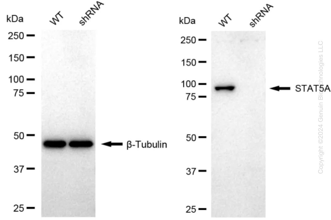 STAT5A Human Knockdown Lysate - image 1