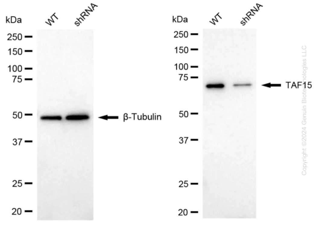 TAF15 Human Knockdown Lysate - image 1