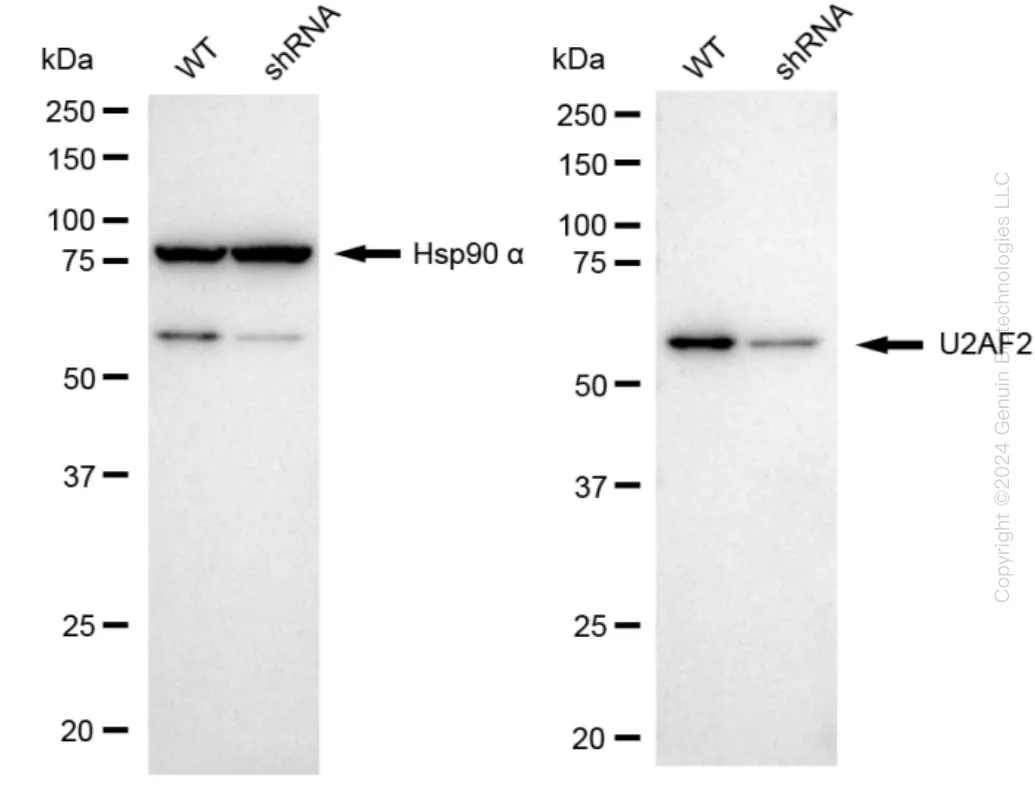 U2AF65 (U2AF2) Human Knockdown Lysate - image 1