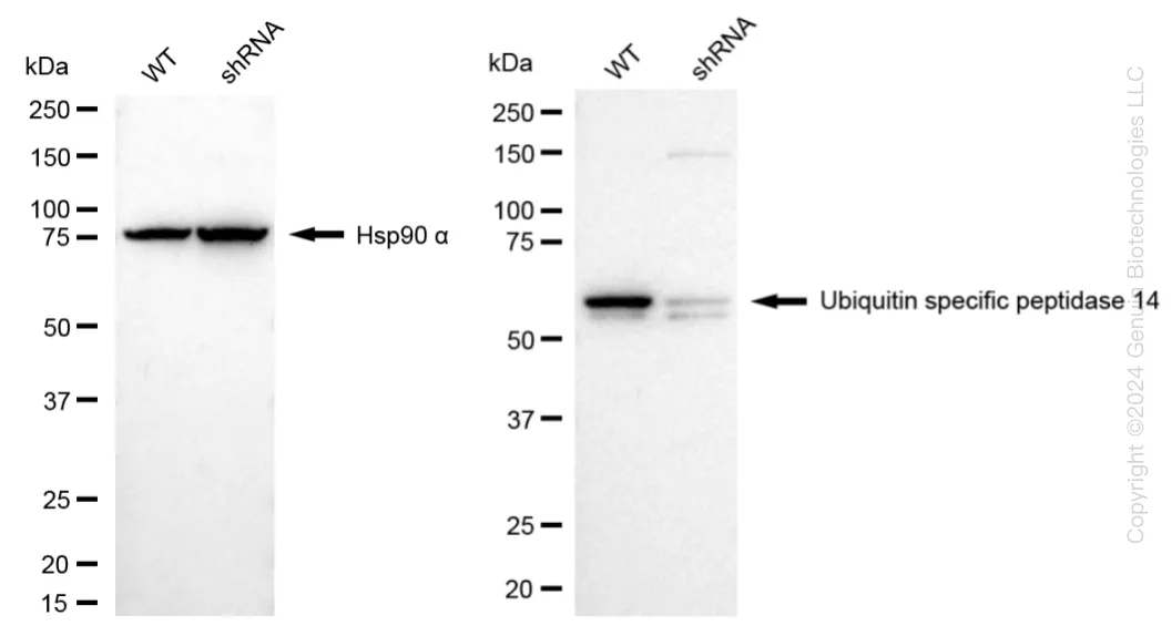USP14 Human Knockdown Lysate - image 1
