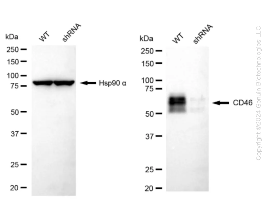 CD46 Human Knockdown Lysate - image 1