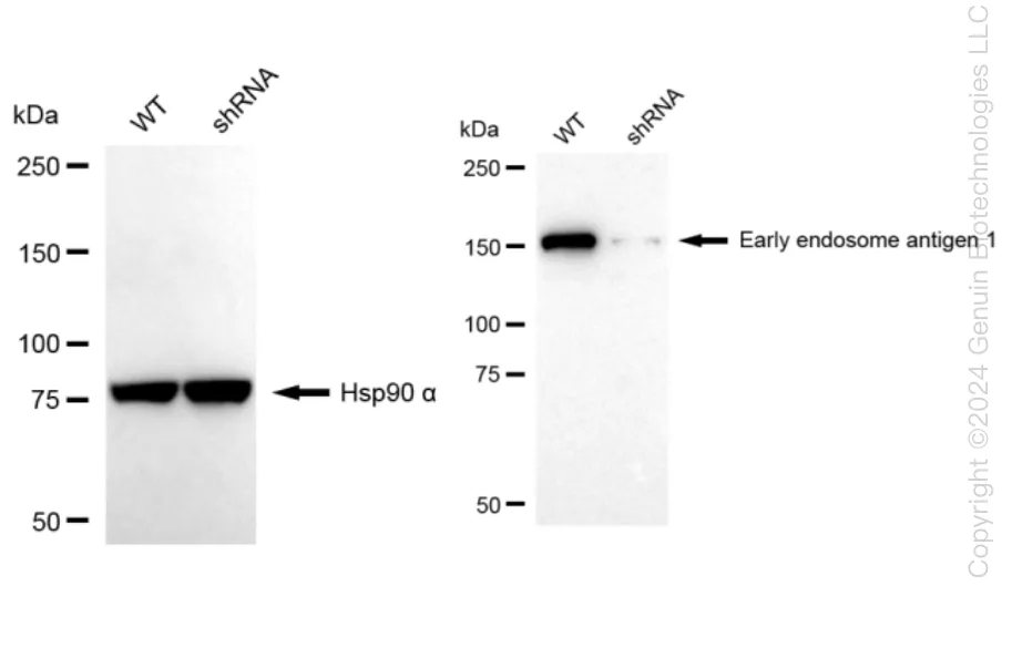 EEA1 Human Knockdown Lysate - image 1