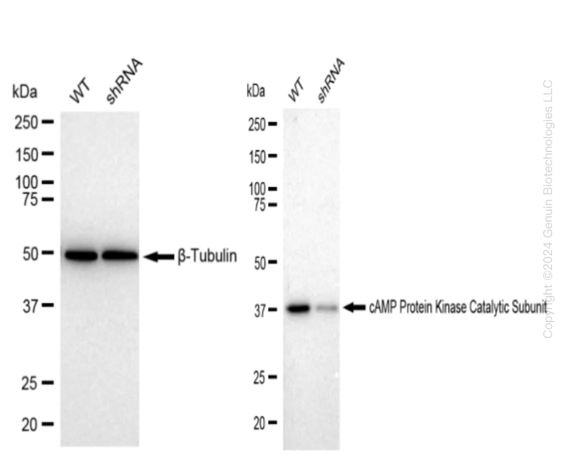 PRKACA Human Knockdown Lysate - image 1