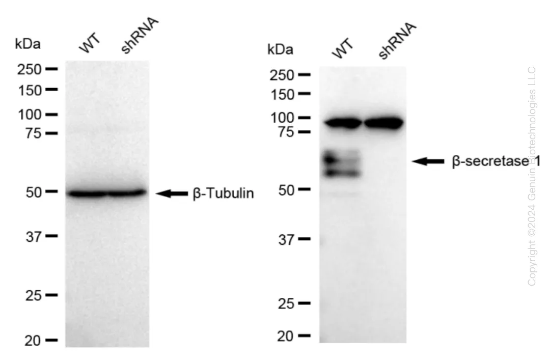 BACE1 Human Knockdown Lysate - image 1