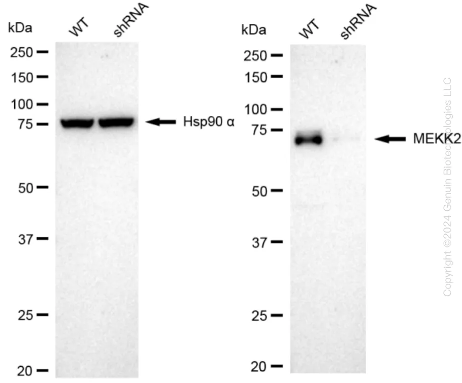 MEKK2 (MAP3K2) Human Knockdown Lysate - image 1