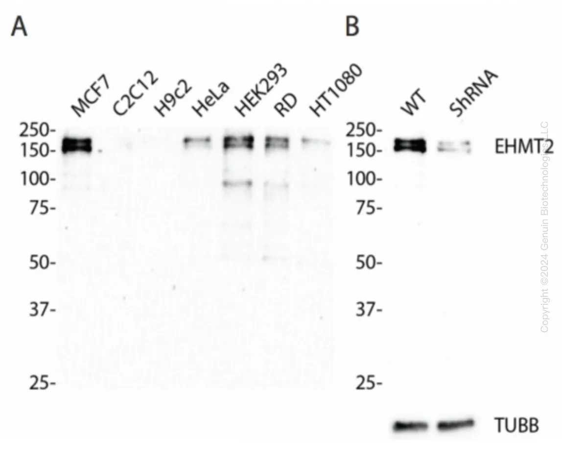 EHMT2/G9A (EHMT2) Human Knockdown Lysate - image 1