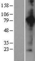 Aconitase 2 (ACO2) (NM_001098) Human Over-expression Lysate - image 1