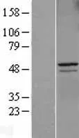 Cyclin A2 (CCNA2) (NM_001237) Human Over-expression Lysate - image 1
