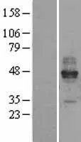 Fc epsilon RI (FCER1A) (NM_002001) Human Over-expression Lysate - image 1