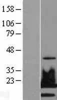 Histone H2A.X (H2AFX) (NM_002105) Human Over-expression Lysate - image 1