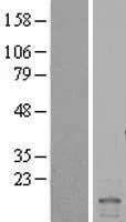 ID2 (NM_002166) Human Over-expression Lysate - image 1