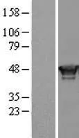 RING1 (NM_002931) Human Over-expression Lysate - image 1