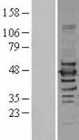 ILF2 (NM_004515) Human Over-expression Lysate - image 1