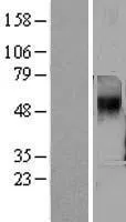 PNR (TAAR5) (NM_003967) Human Over-expression Lysate - image 1