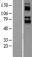 KCNC4 (NM_004978) Human Over-expression Lysate - image 1