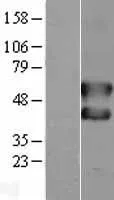 c Fos (FOS) (NM_005252) Human Over-expression Lysate - image 1