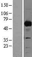 RBPJK (RBPJ) (NM_005349) Human Over-expression Lysate - image 1
