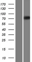 EOMES (NM_005442) Human Over-expression Lysate - image 1