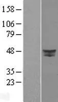 DPF2 (NM_006268) Human Over-expression Lysate - image 1