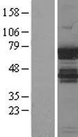 IGF2BP1 (NM_006546) Human Over-expression Lysate - image 1