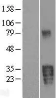 Kallikrein 5 (KLK5) (NM_012427) Human Over-expression Lysate - image 1