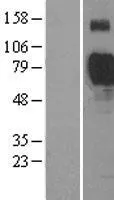 Siglec 7 (SIGLEC7) (NM_014385) Human Over-expression Lysate - image 1