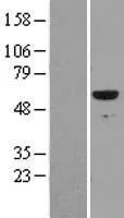 RUNX2 (NM_004348) Human Over-expression Lysate - image 1
