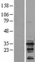 BIN3 (NM_018688) Human Over-expression Lysate - image 1
