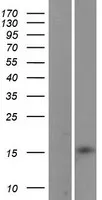 LBH (NM_030915) Human Over-expression Lysate - image 1
