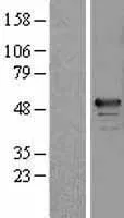 RBM34 (NM_015014) Human Over-expression Lysate - image 1