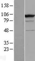 CC2D1B (NM_032449) Human Over-expression Lysate - image 1